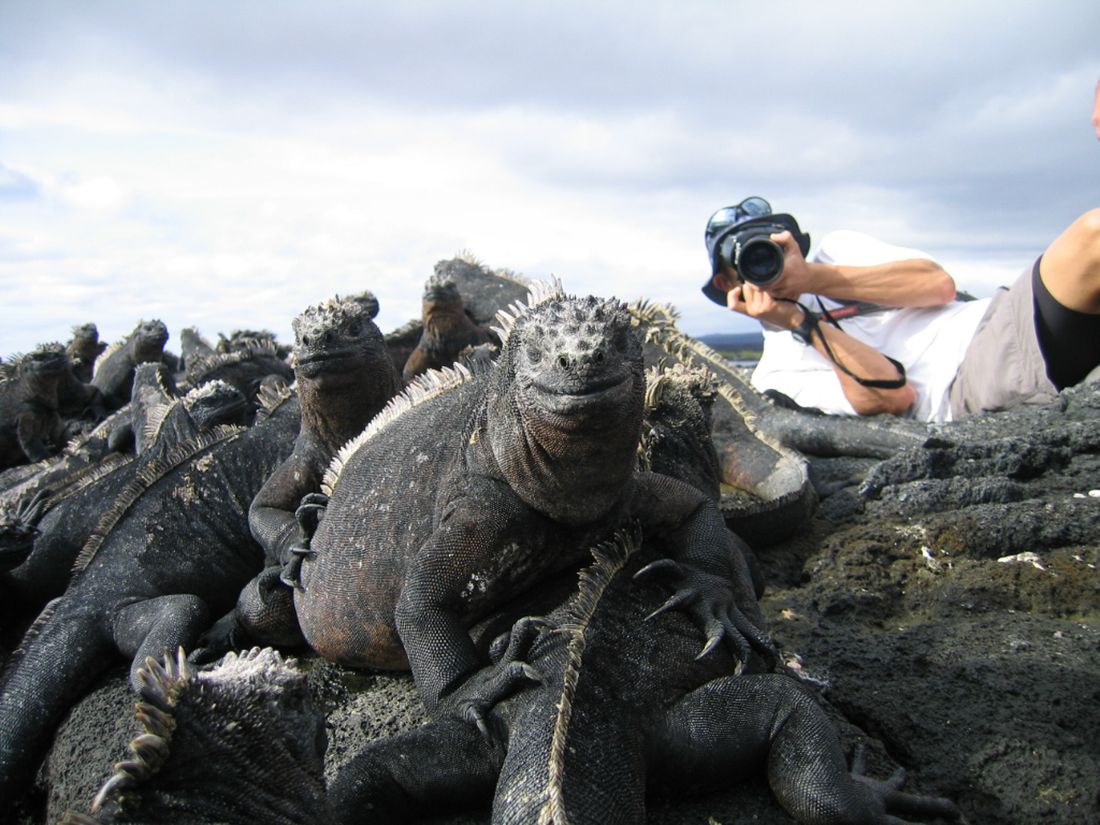 Marine iguanas on lava rock with a photographer lying prone behind them