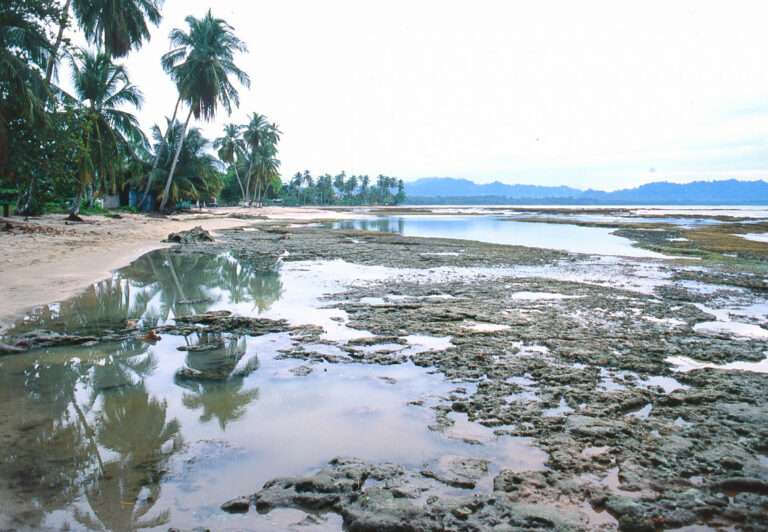 Surviving a Massive Earthquake and Tsunami
