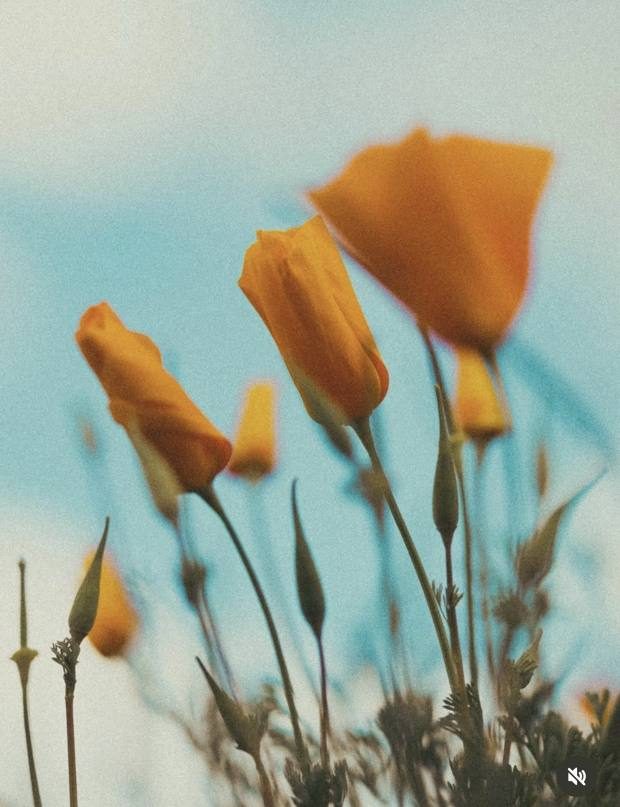 The bloom that almost wasn’t