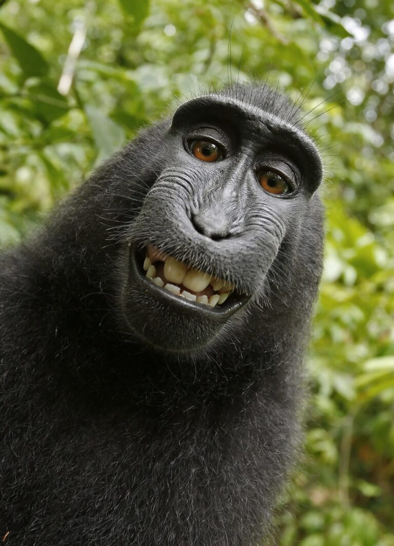 Who Owns the Copyright When a Monkey Takes a Selfie?